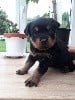 Rottweiler - Diams Black