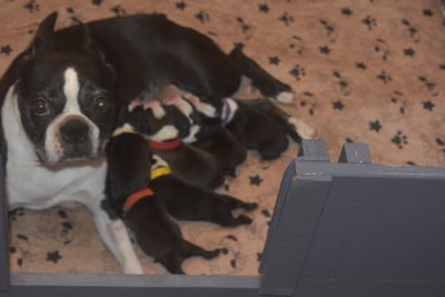 Chiot N°1 - Boston Terrier