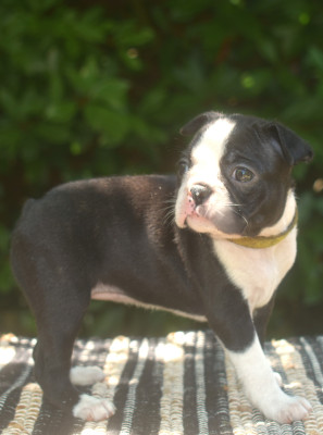 Les chiots de Boston Terrier