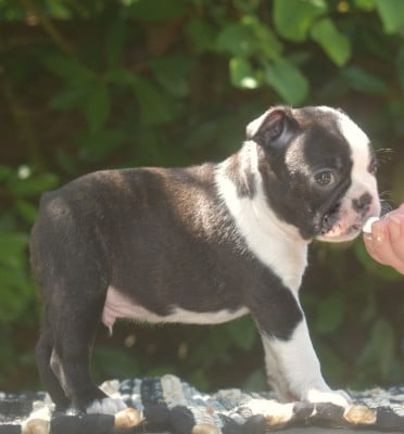 Les chiots de Boston Terrier