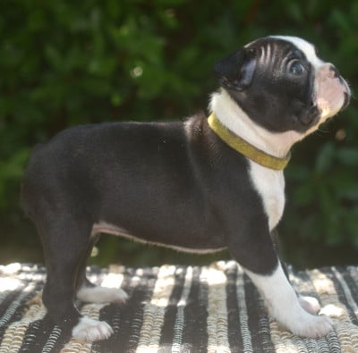 Les chiots de Boston Terrier