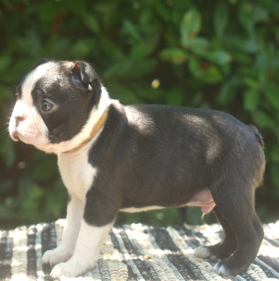 Les chiots de Boston Terrier