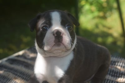 Les chiots de Boston Terrier