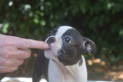 Les chiots de Boston Terrier
