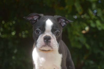 Les chiots de Boston Terrier