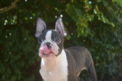 Les chiots de Boston Terrier
