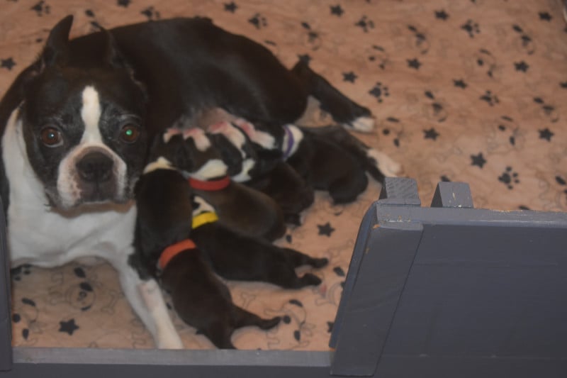 Boston Terrier - De Sabbia Nera De Mondella