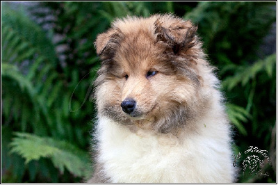 Les chiots de Colley à poil long