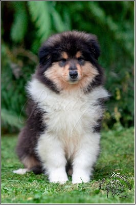 Les chiots de Colley à poil long