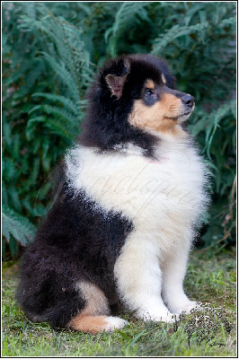 Les chiots de Colley à poil long