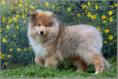 Les chiots de Colley à poil long