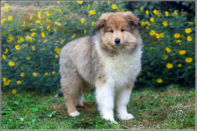 Les chiots de Colley à poil long