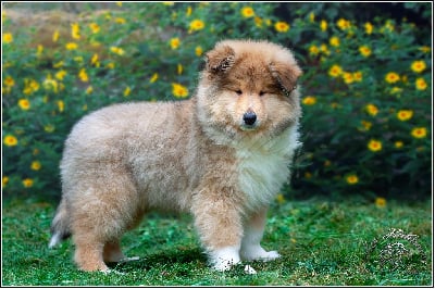 Les chiots de Colley à poil long