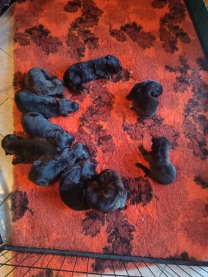 Les chiots de Berger hollandais