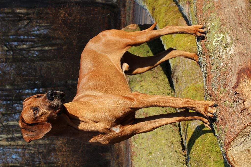 Publication : (Sans Affixe)