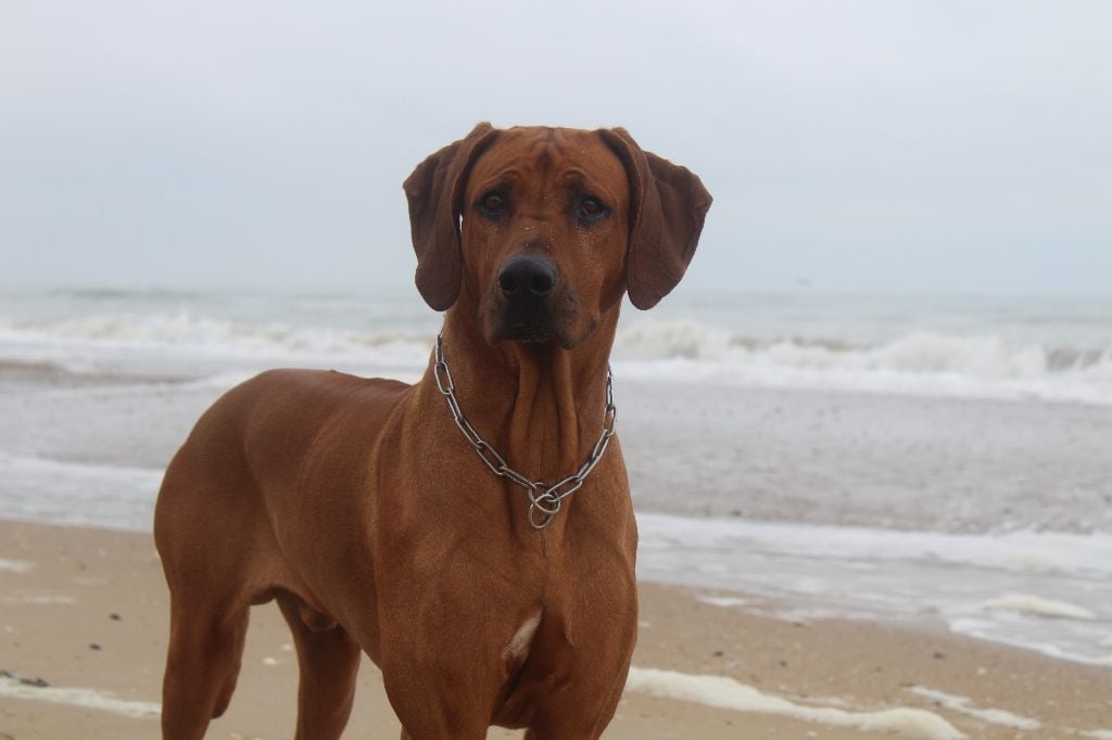 Publication : (Sans Affixe)