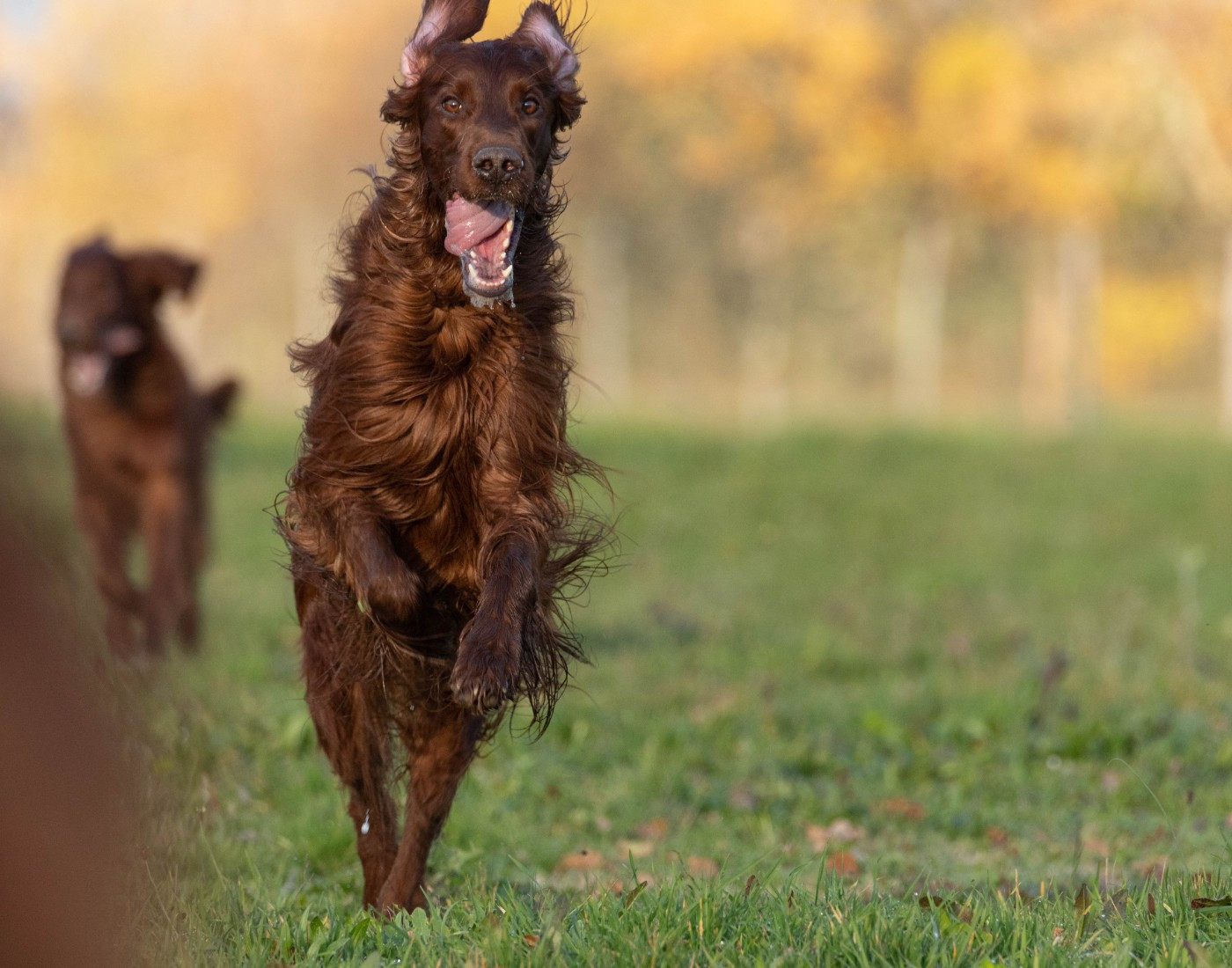 Publication : Du Petit Bois De La Vaslière Auteur : ERIC DUPUY