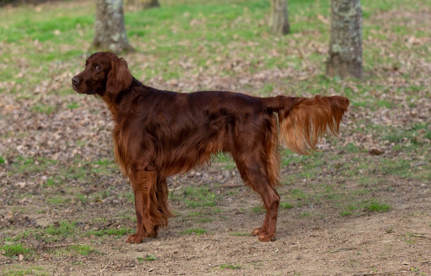 Publication : Du Petit Bois De La Vaslière Auteur : ERIC DUPUY