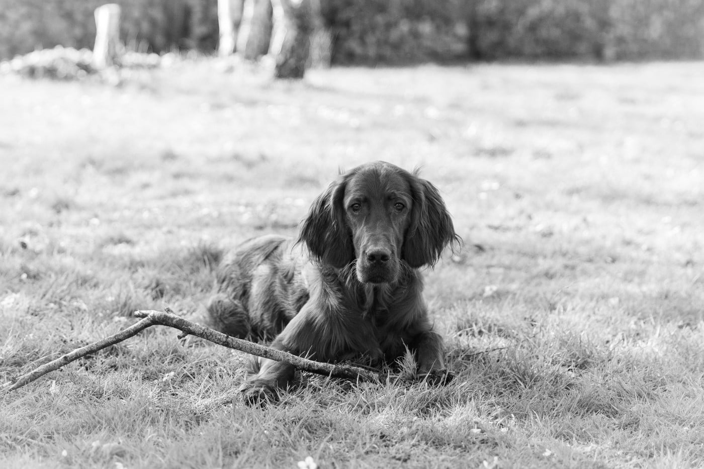 Publication : Du Petit Bois De La Vaslière Auteur : ERIC DUPUY