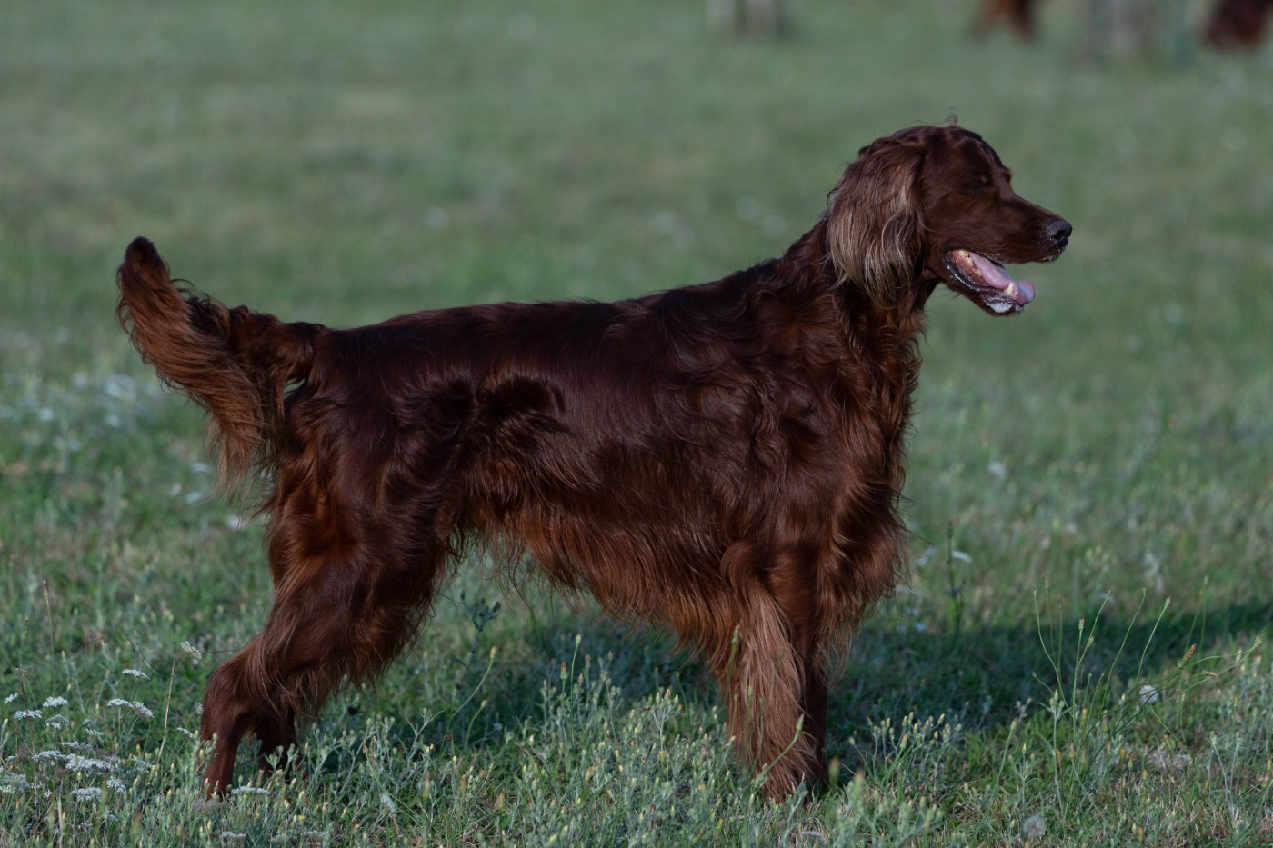 Publication : Du Petit Bois De La Vaslière Auteur : ERIC DUPUY