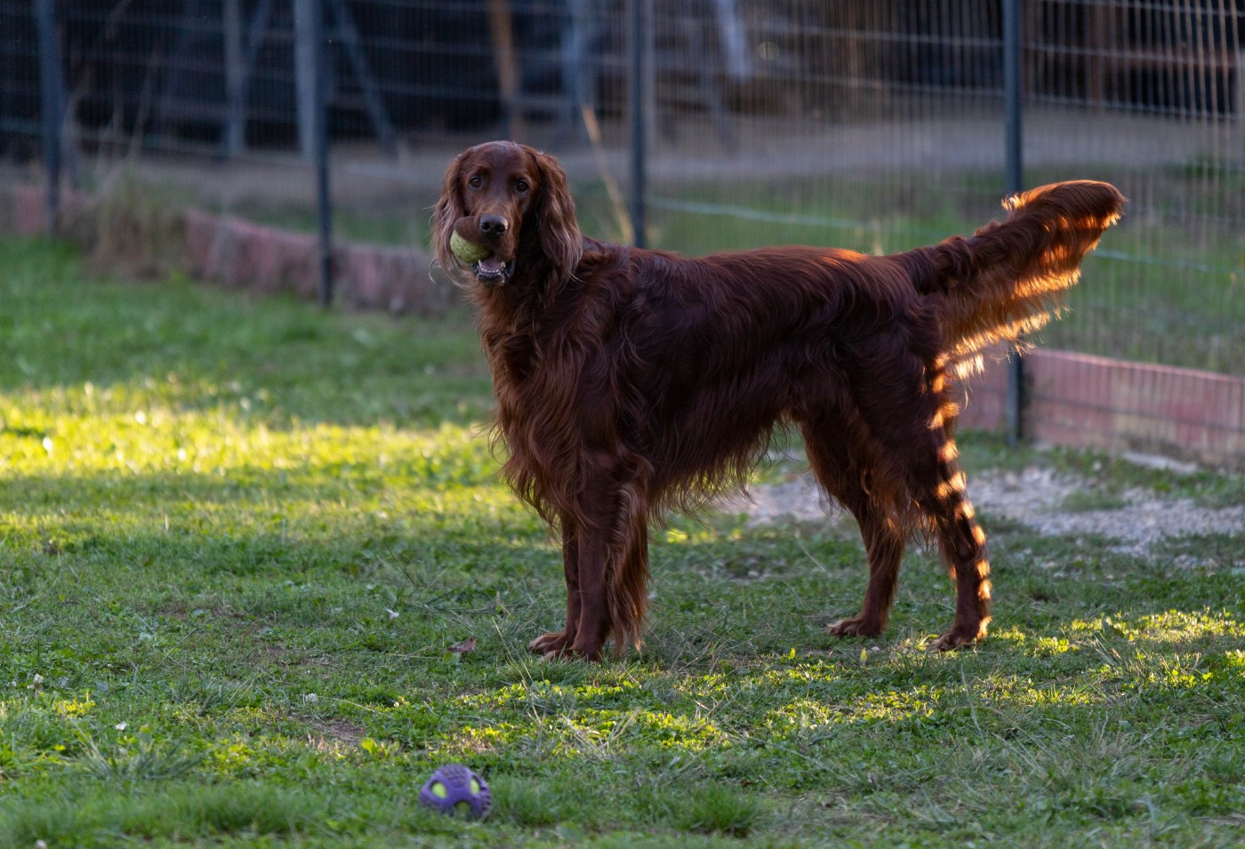 Publication : Du Petit Bois De La Vaslière Auteur : ERIC DUPUY