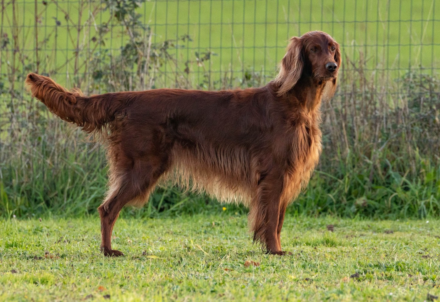 CH. R'mione pretty red witch Du Petit Bois De La Vaslière - CACIB - BOB