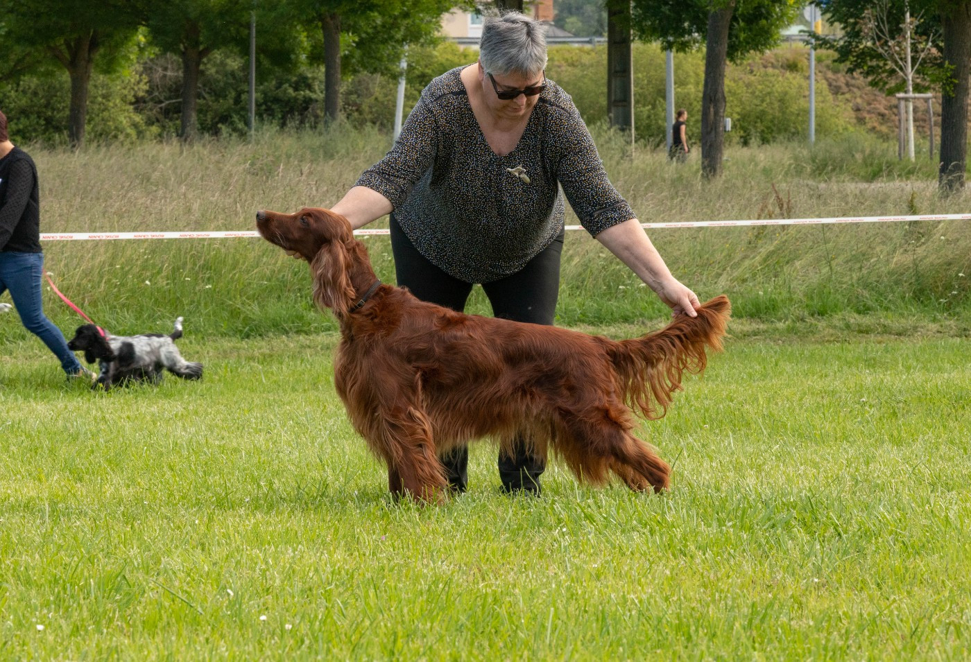 CH. R'mione pretty red witch Du Petit Bois De La Vaslière - BOB - meilleur Champion