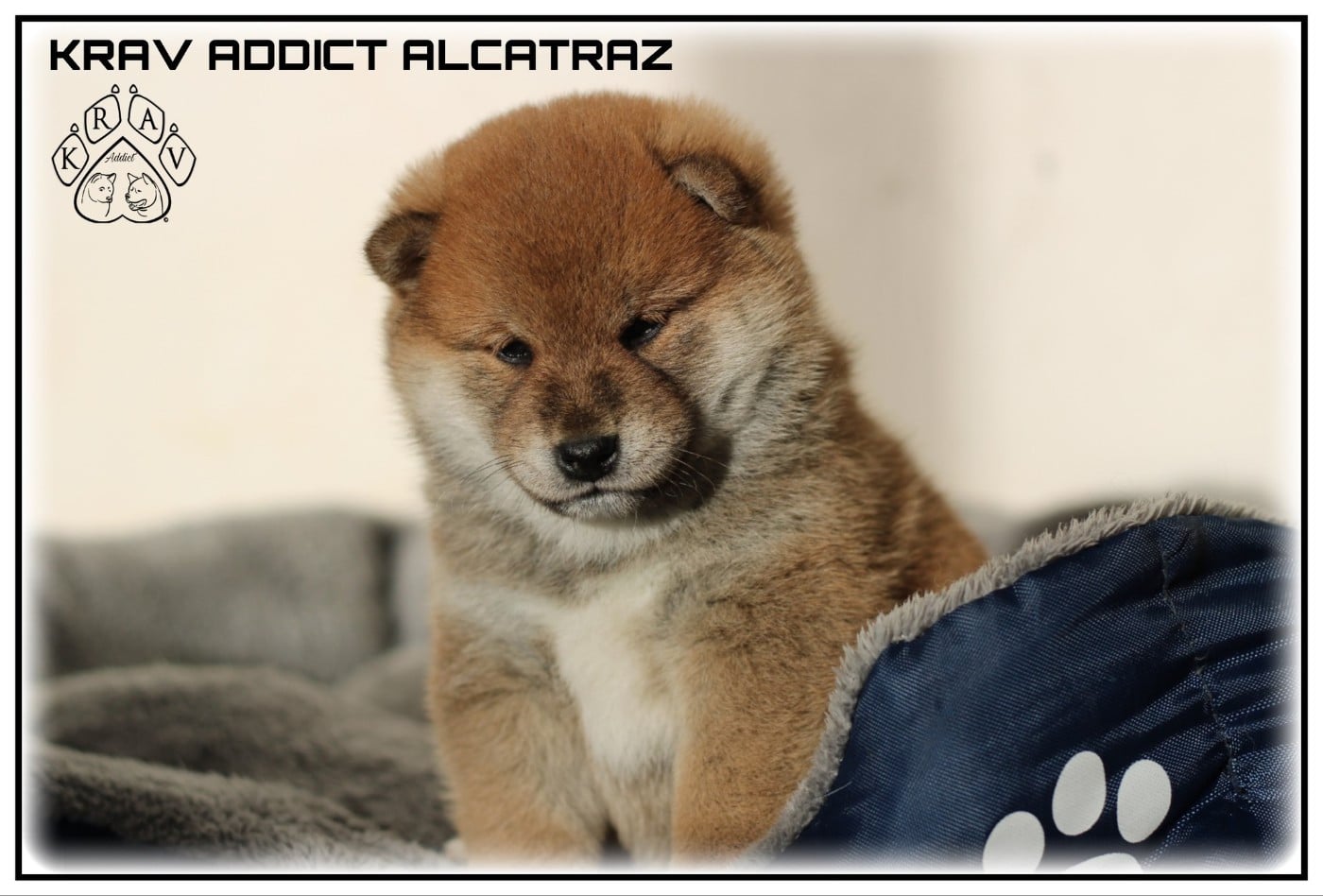 Krav Addict ALCATRAZ