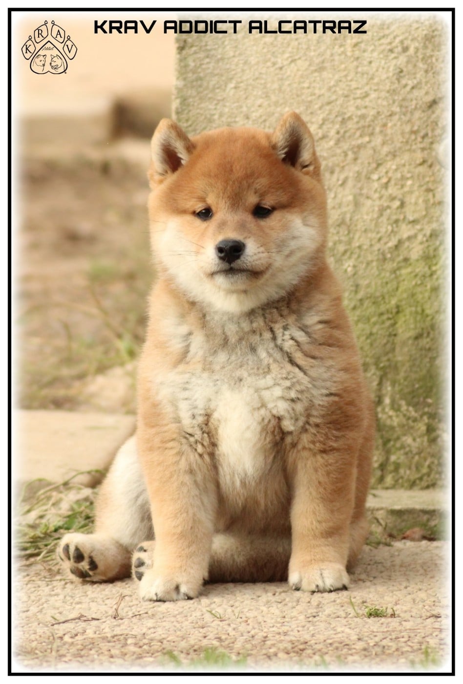 Krav Addict ALCATRAZ
