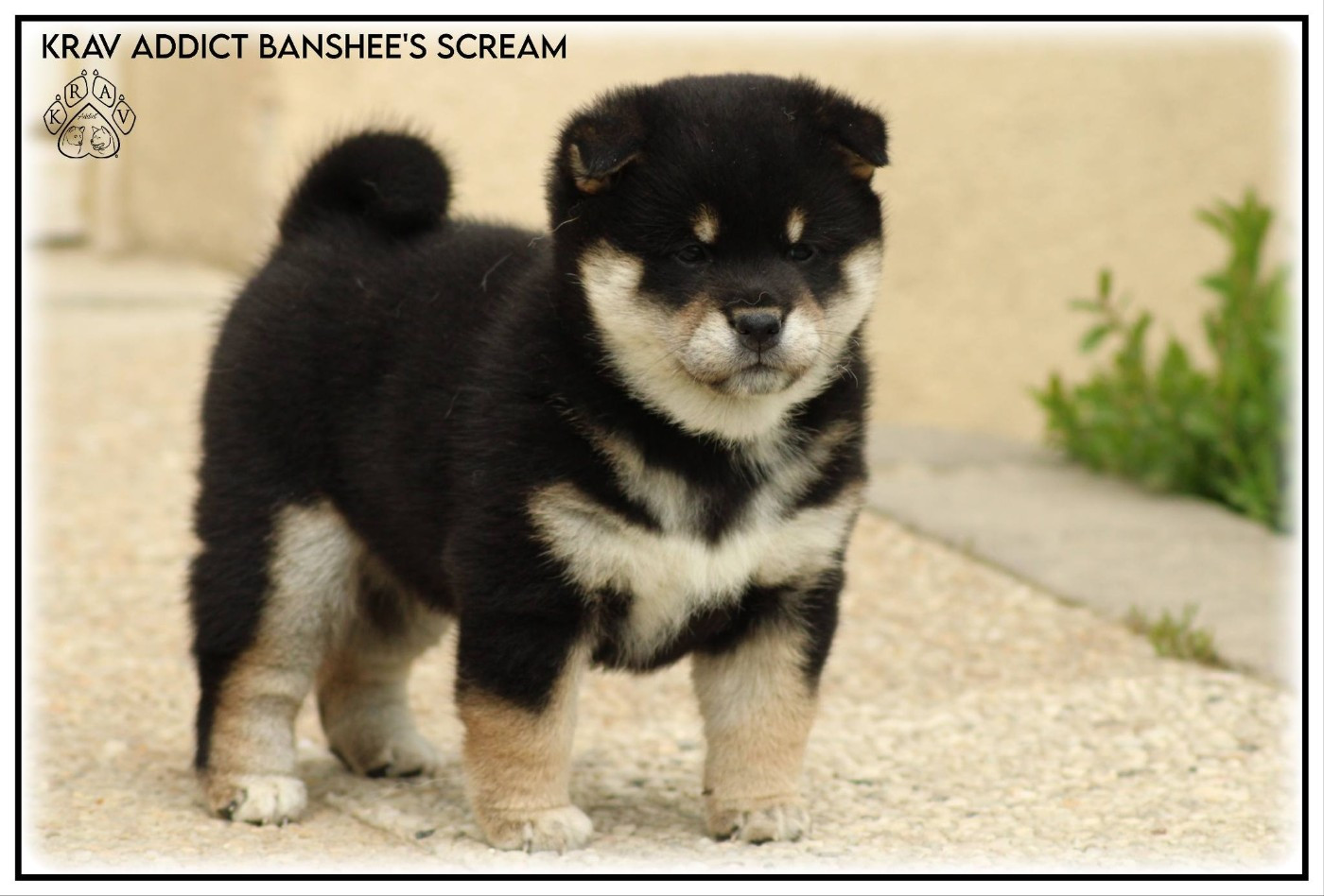 Krav Addict Banshee's Scream