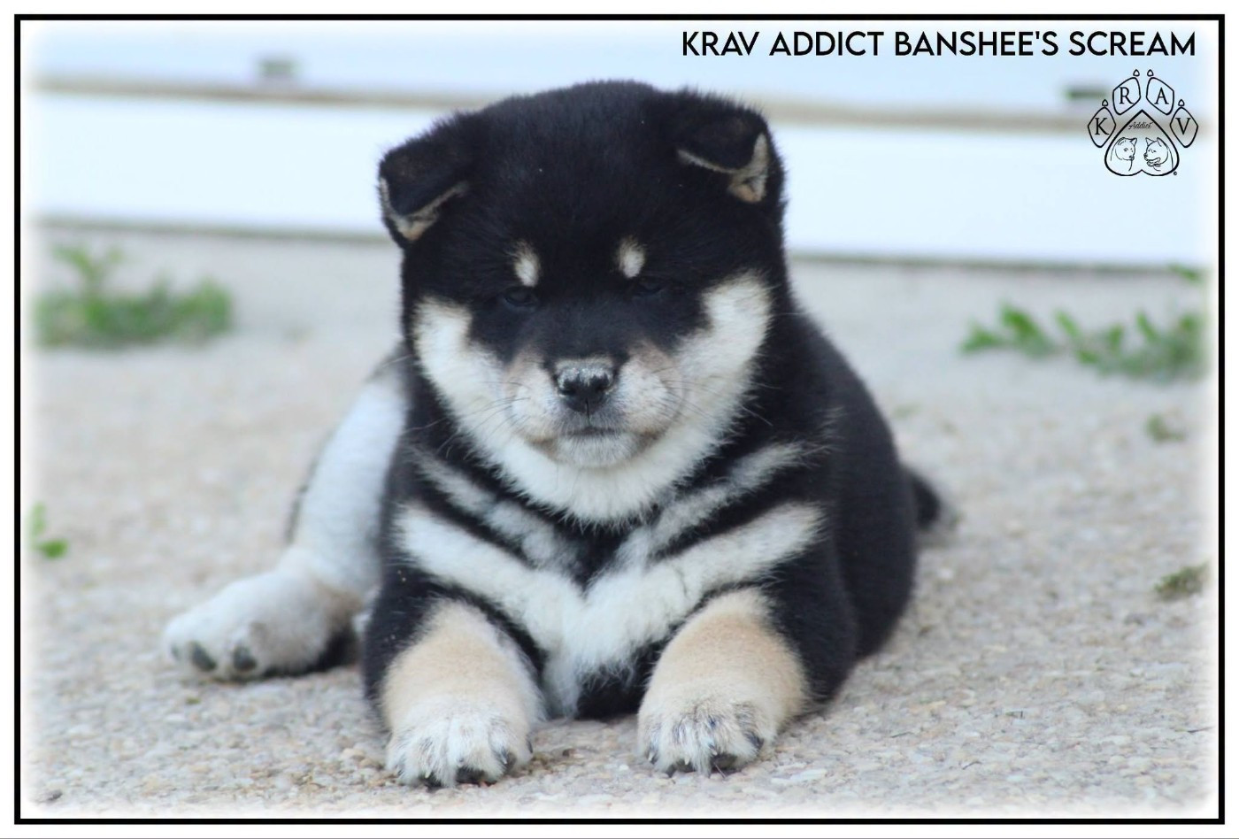 Krav Addict Banshee's Scream
