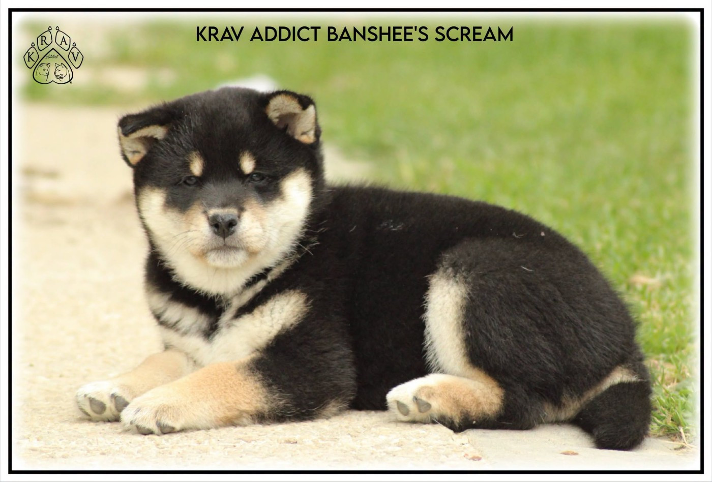 Krav Addict Banshee's Scream