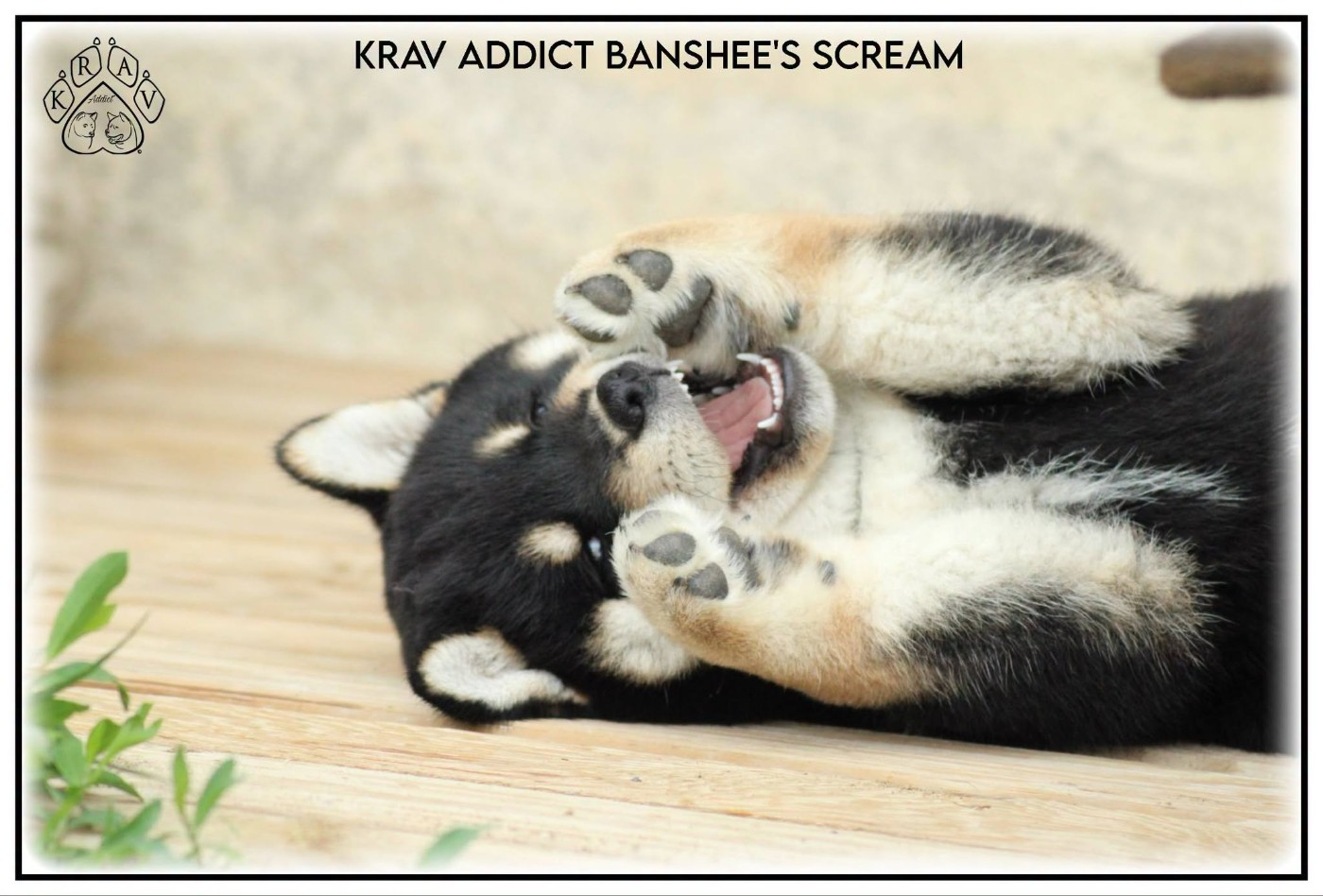Krav Addict Banshee's Scream