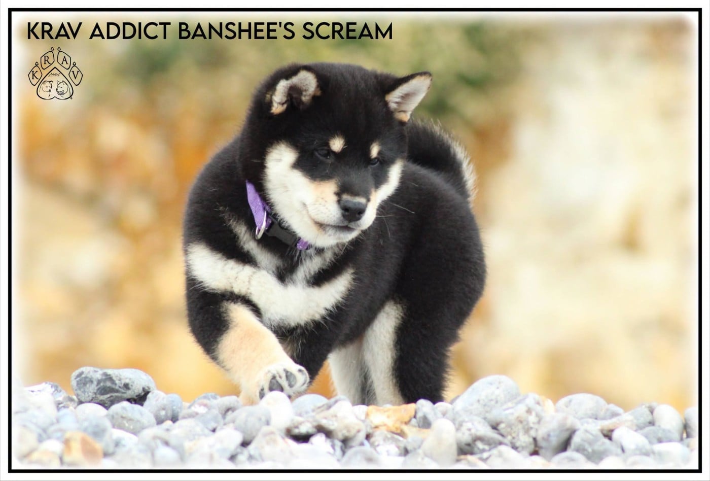 Krav Addict Banshee's Scream