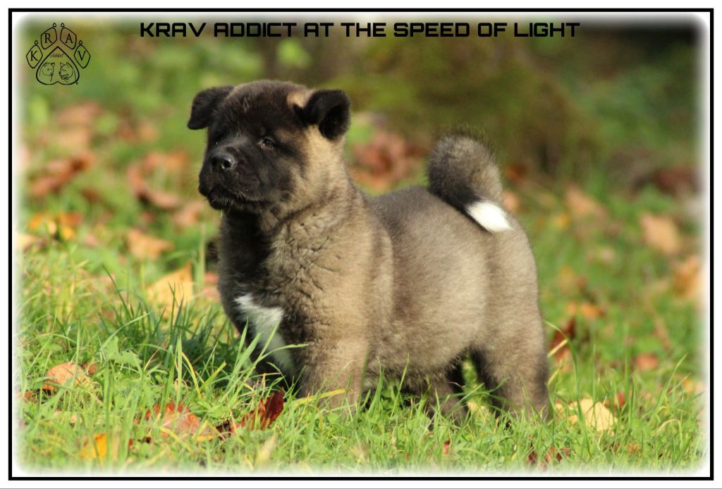 AT THE SPEED OF LIGHT