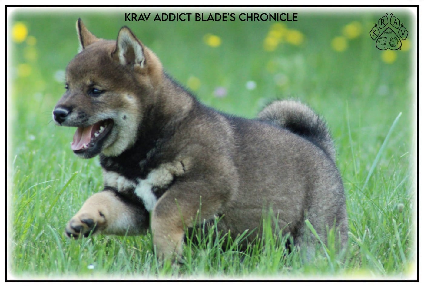 Blade's Chronicle