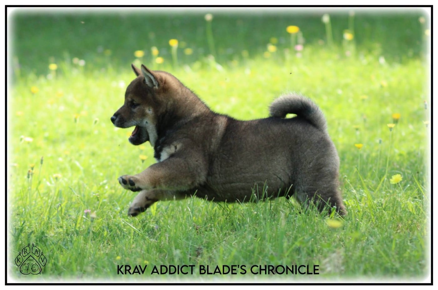 Blade's Chronicle