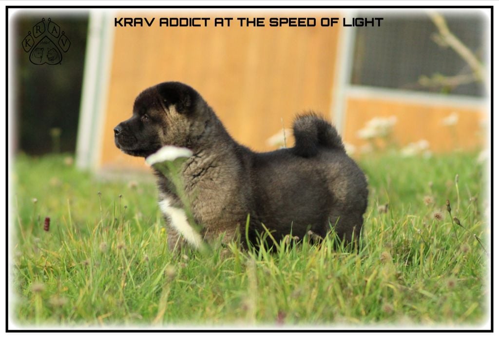 AT THE SPEED OF LIGHT