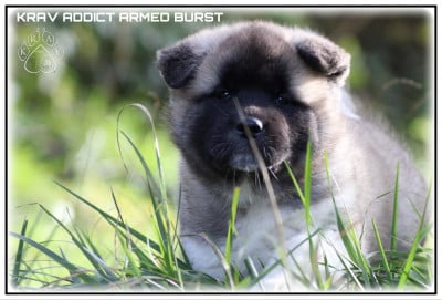Les chiots de Akita americain