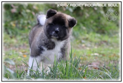 Les chiots de Akita americain