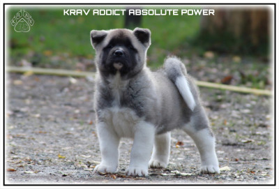 Les chiots de Akita americain