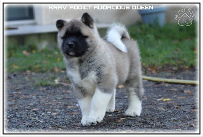Les chiots de Akita americain
