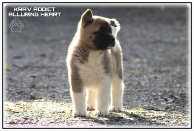 Les chiots de Akita americain