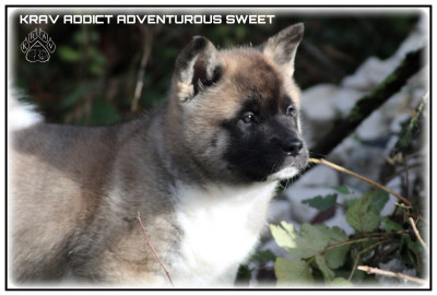 Les chiots de Akita americain