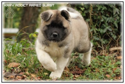 Les chiots de Akita americain