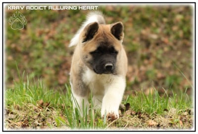 Les chiots de Akita americain