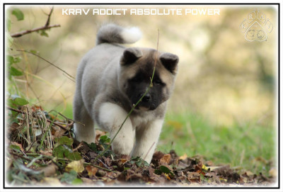 Les chiots de Akita americain
