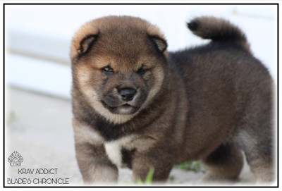 Les chiots de Shiba