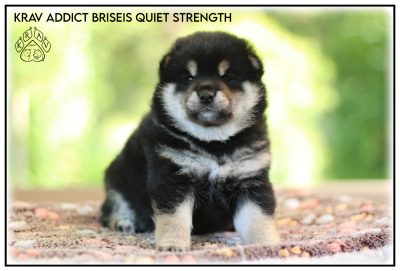 Les chiots de Shiba