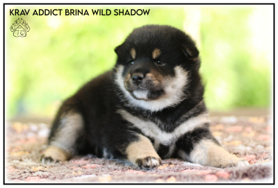 Les chiots de Shiba